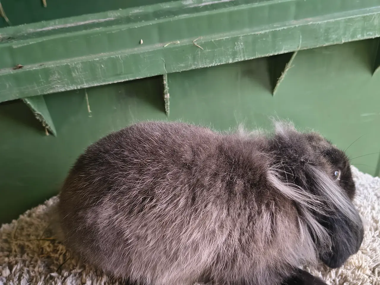Billede 2 - Mini lop+🦁