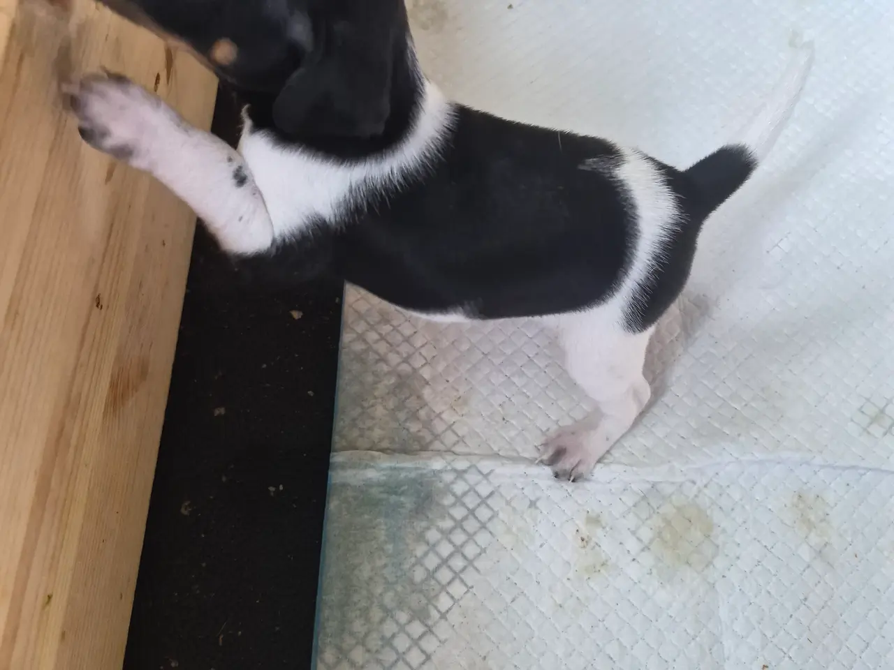 Billede 2 - Dansk svensk gårdhunde