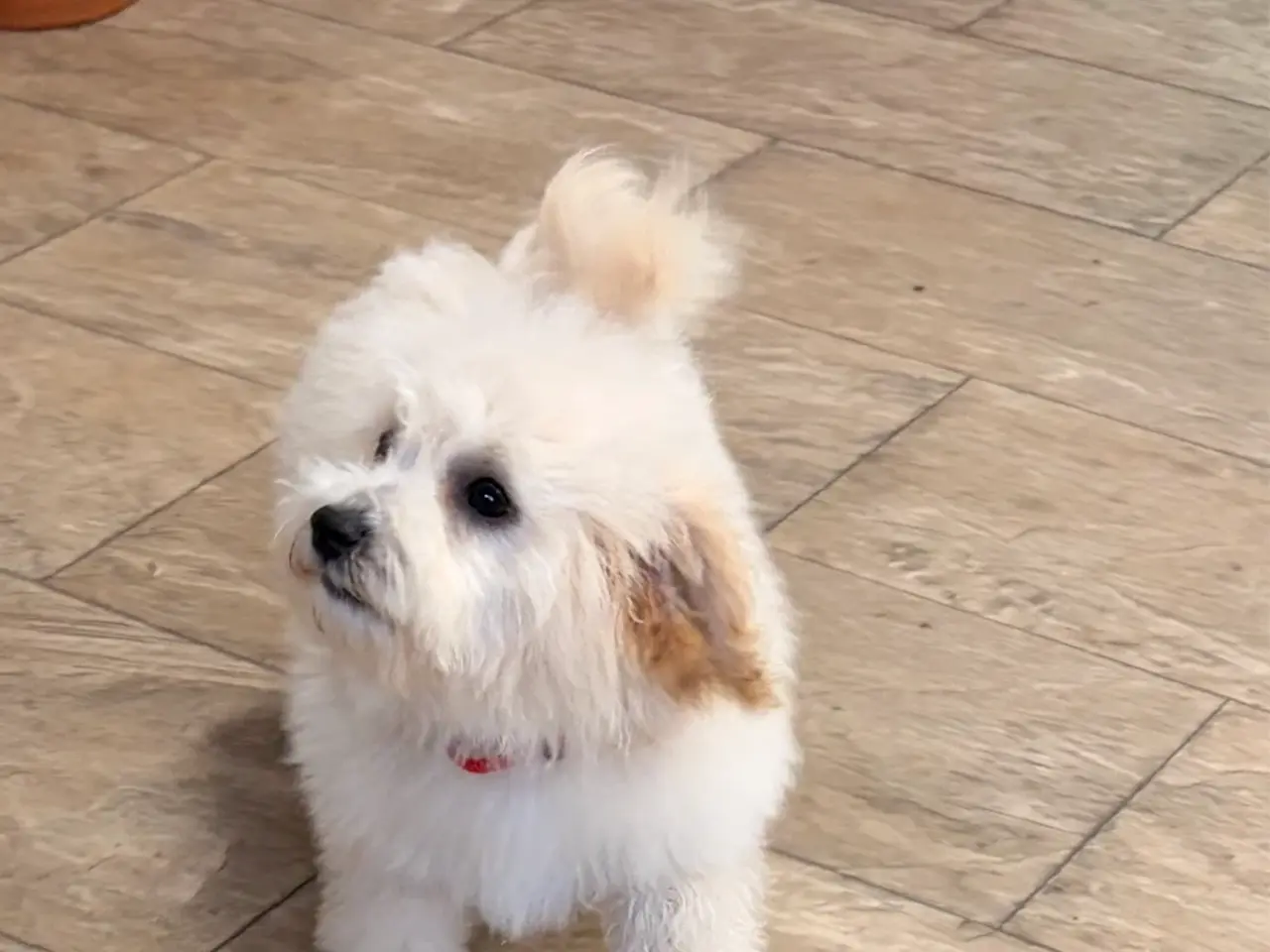 Billede 3 -  Maltipoo pige søde selma