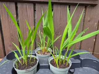 Montbretia orange