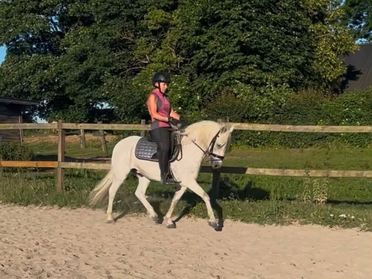 Billede 3 - Super skøn pony