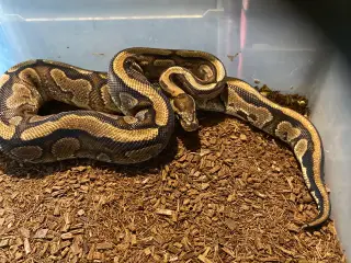1.0 Redstripe Yellowbelly 100% het clown