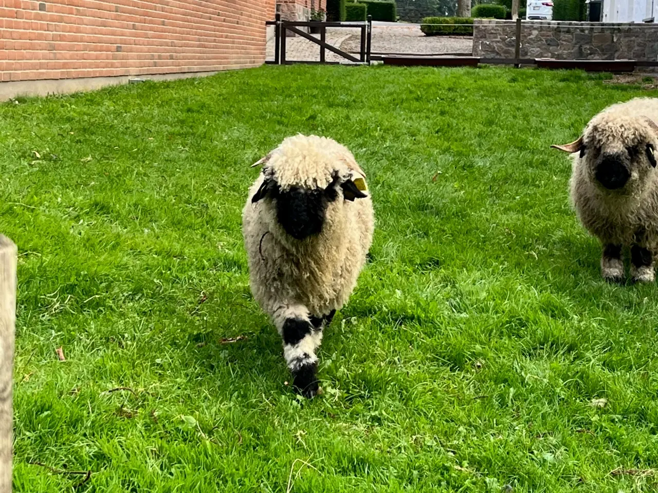Billede 4 - Valais Blacknose væddere/Gimmere