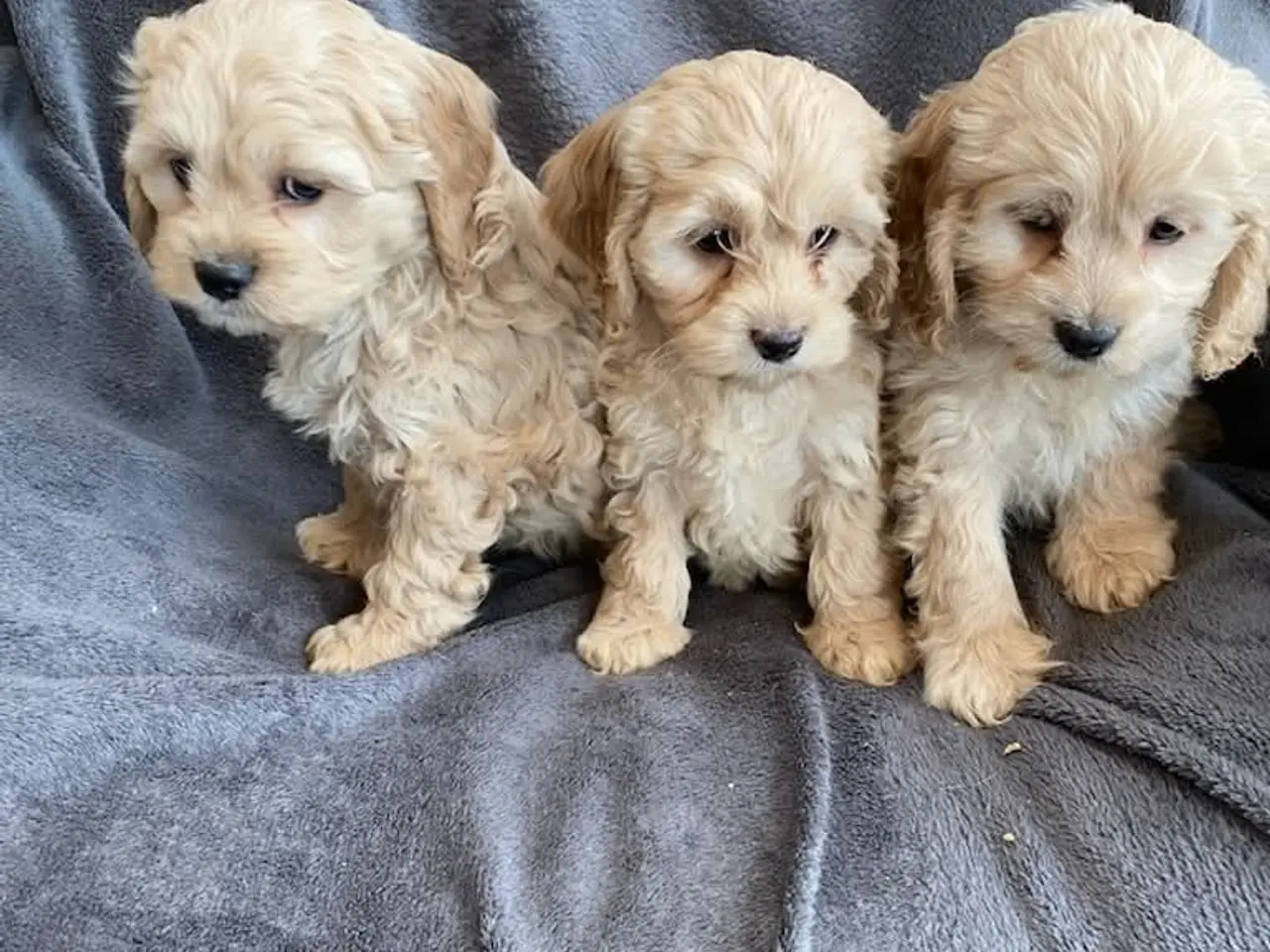 Billede 5 - Cocker Poo