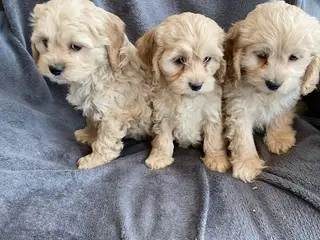 CockerPoo - 5