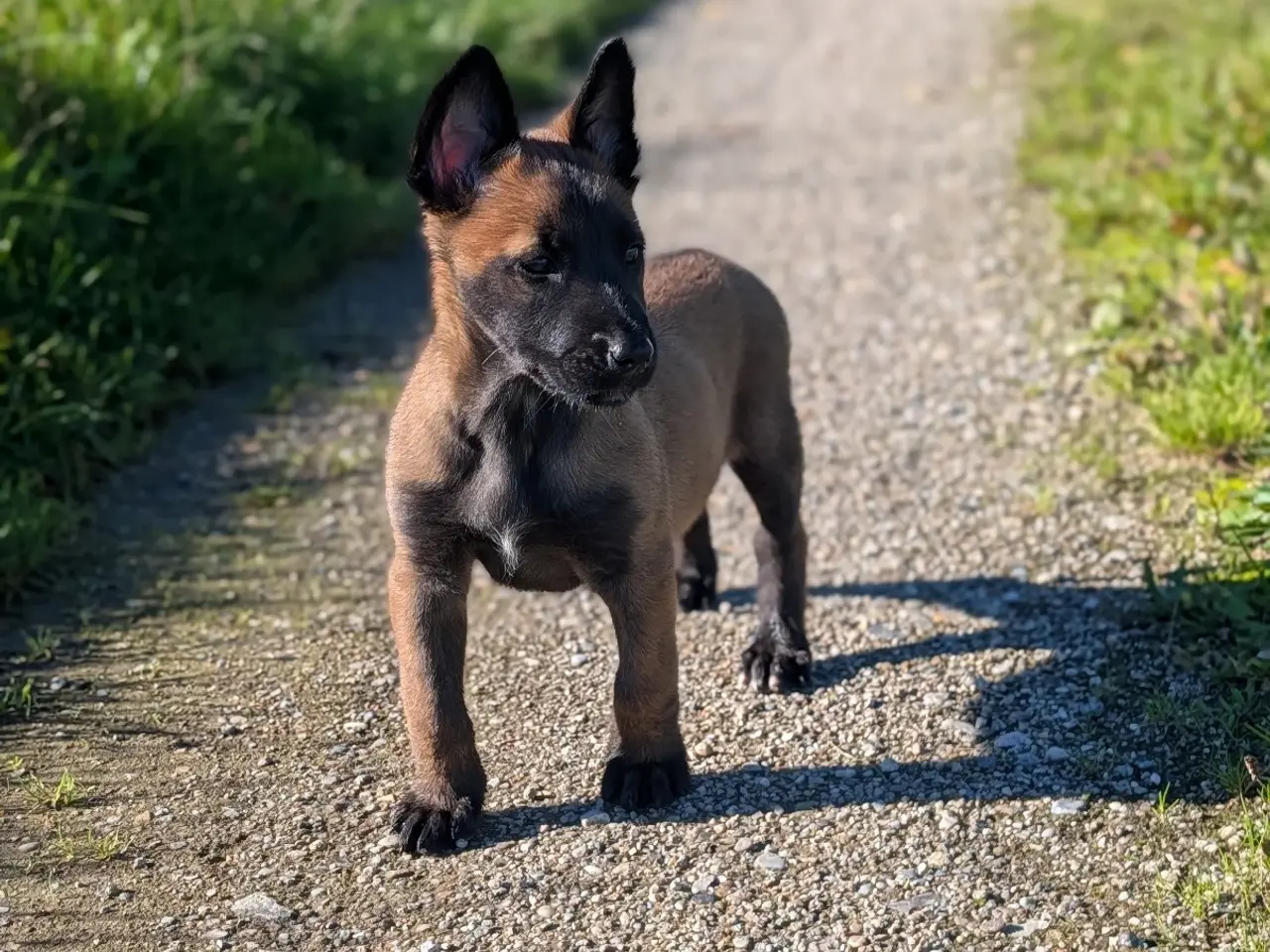 Billede 4 - 🐶 Belgisk Mallinois 🐶