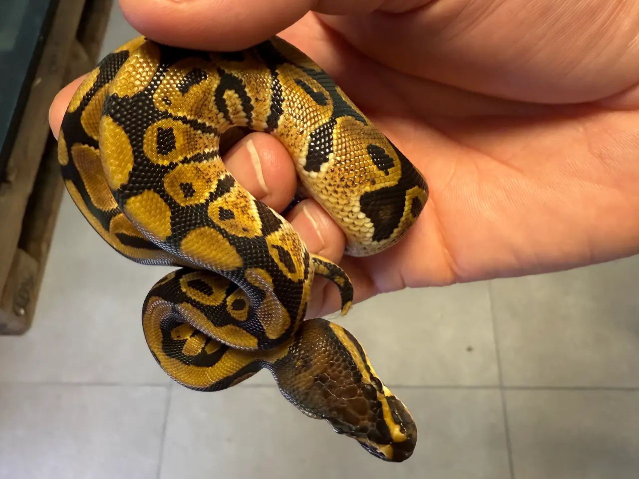 Billede 5 - Kongepython Yellow Belly