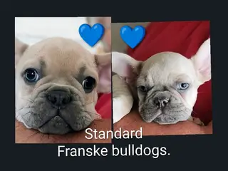 2 Franske bulldog hvalpe.