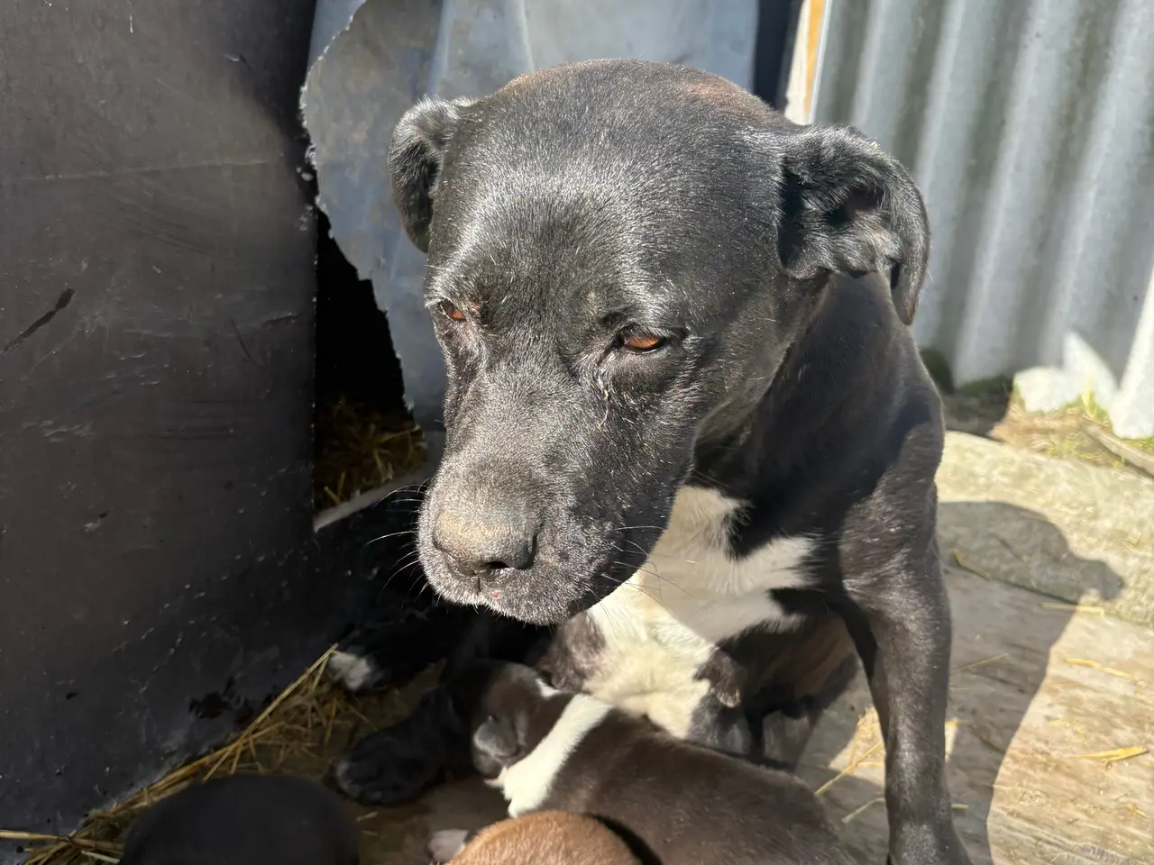 Billede 3 - Labrador/ boxer