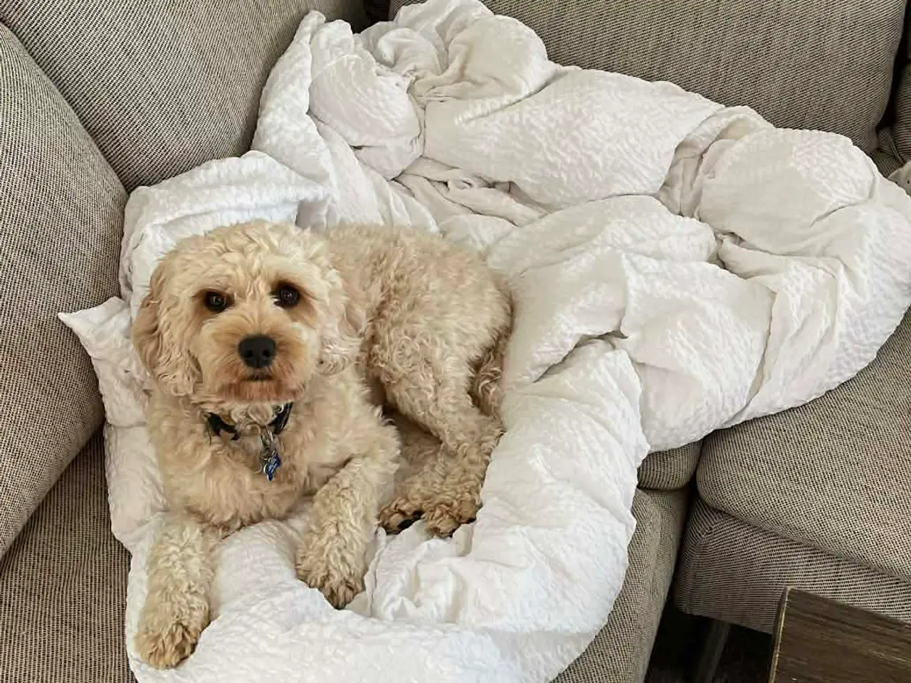 Billede 5 - Doodle hundehvalpe til salg🐶
