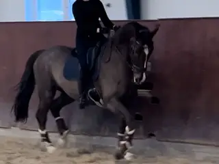 Nordstrand’s Obelix, skøn dansk varmblodede vallak