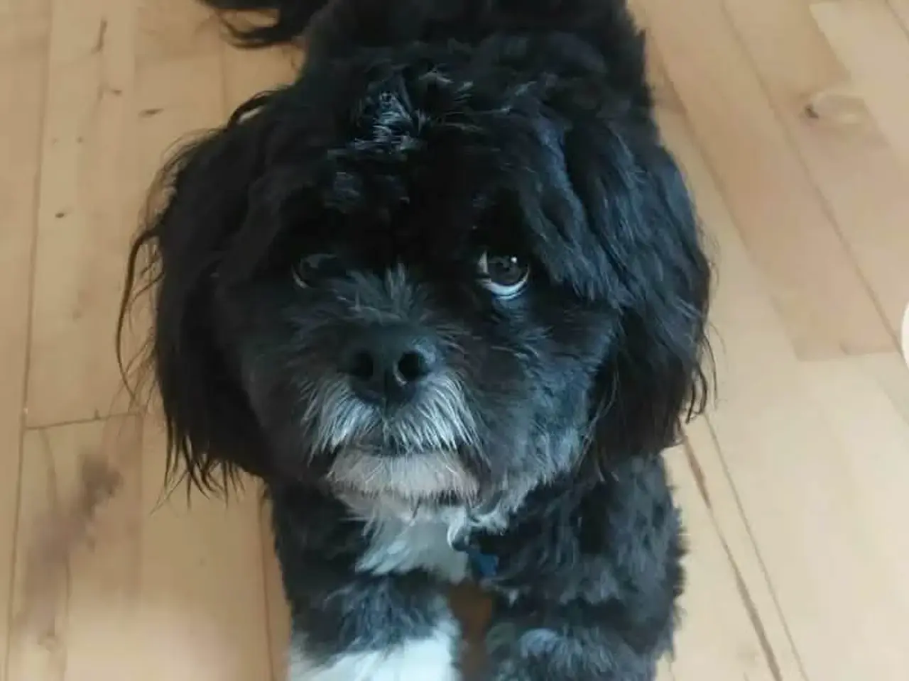 Billede 17 - 5 Søde hundehvalpe