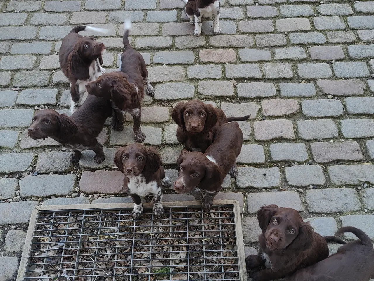 Billede 12 - Familiehunde/Jagthunde kleiner Münstländer 