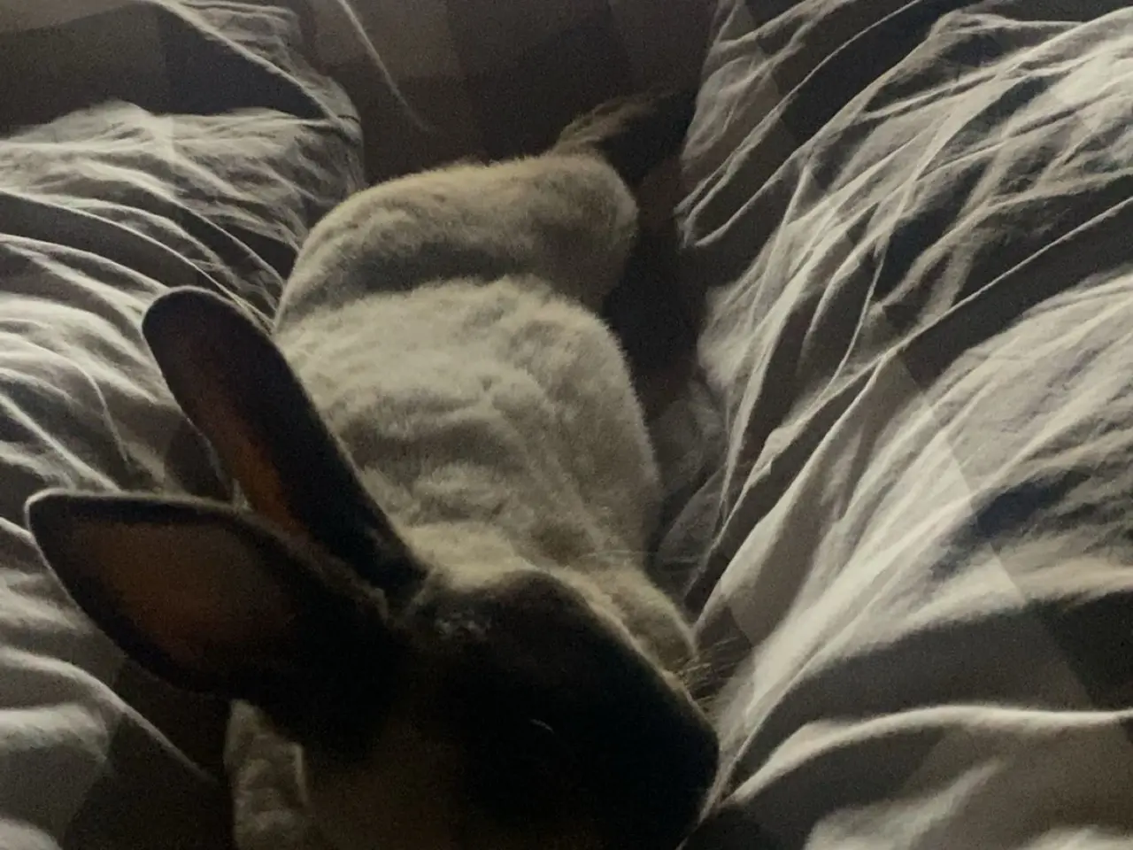 Billede 6 - Stampe søger nyt hjem🐰