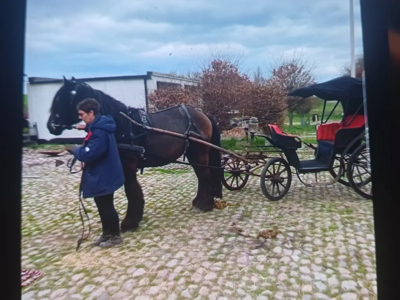 Billede 9 - 2årig Jyskhest hingst sælges