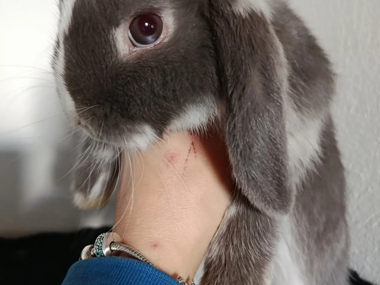 Billede 1 - Smuk Mini Lop