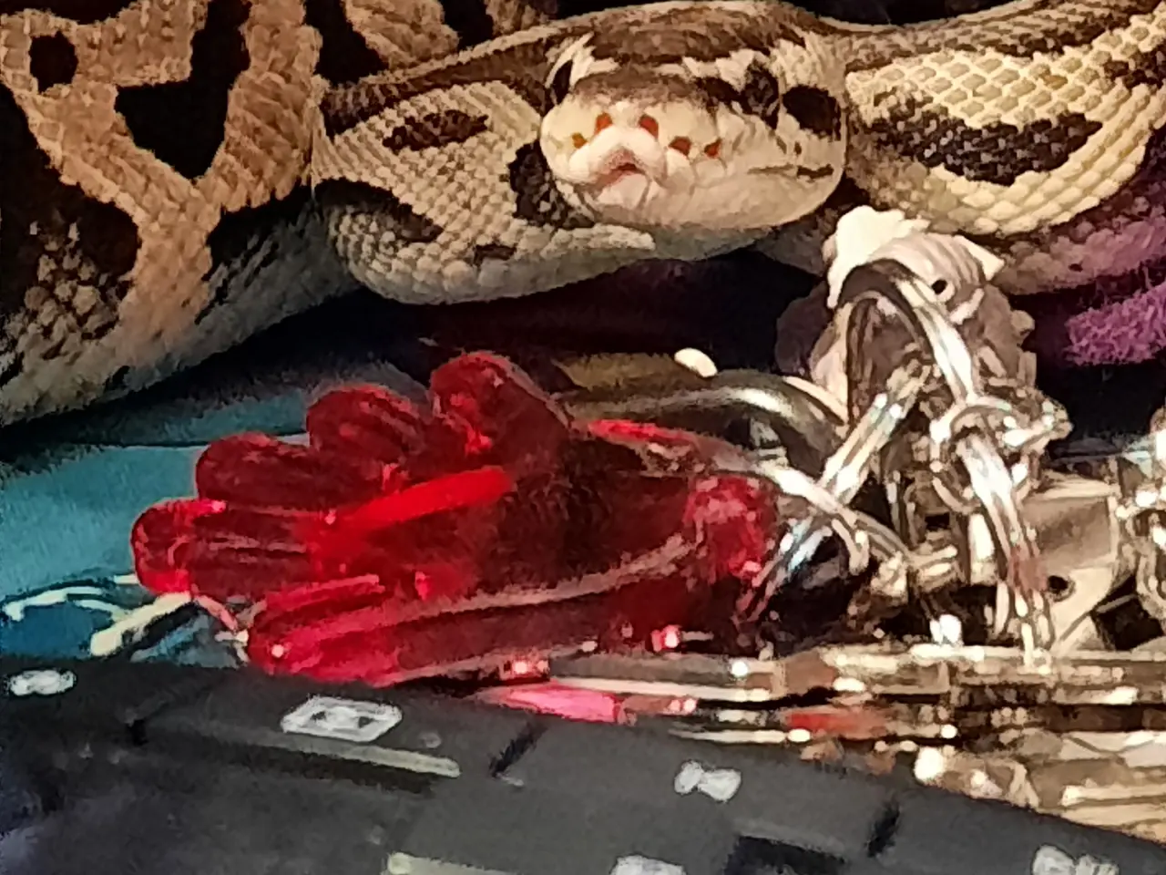 Billede 5 - Kongepython