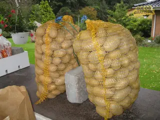 Kartofler 5 kg pr. sæk