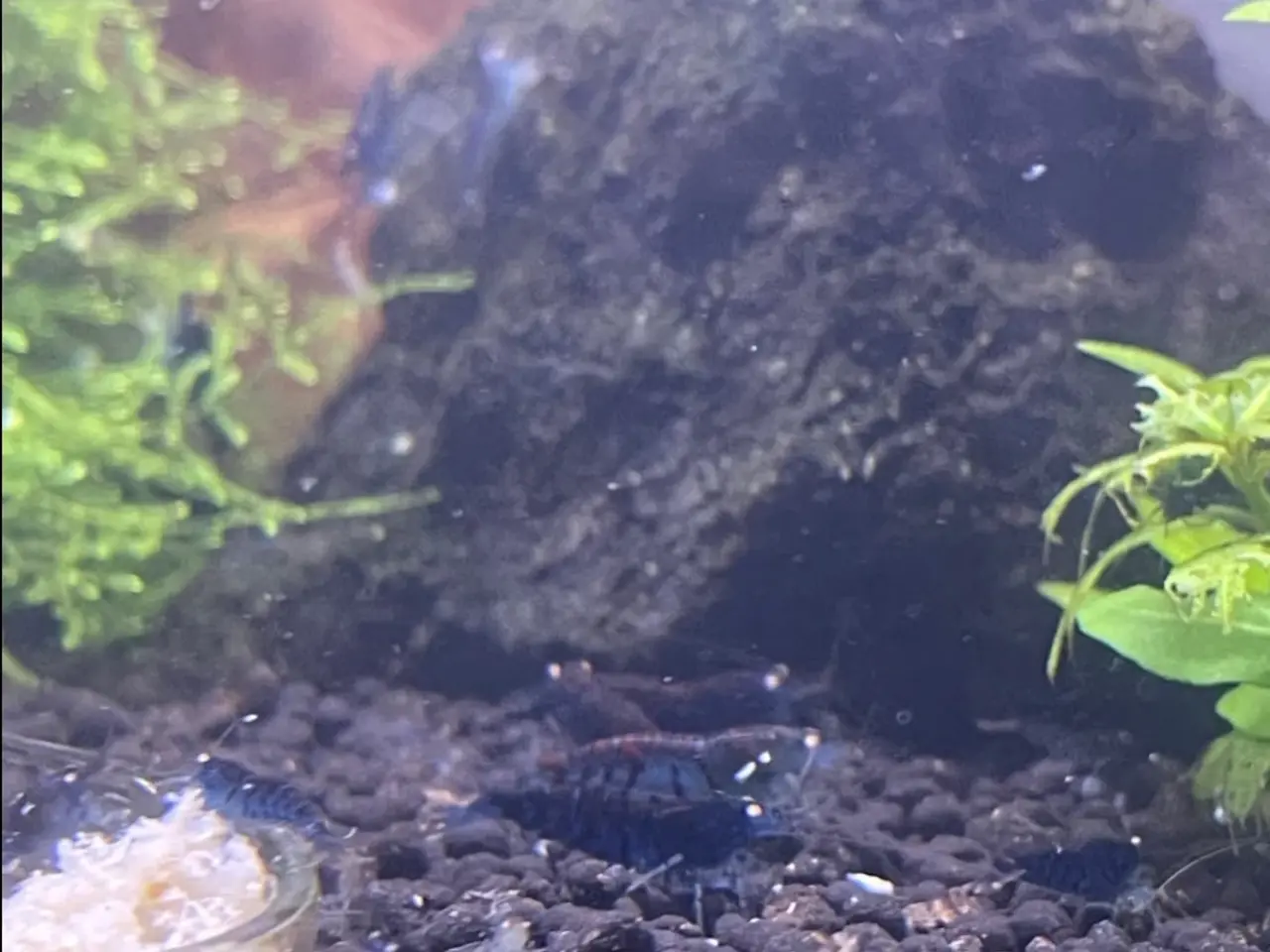 Billede 2 - Akvarie rejer, Blue tiger OE caridina rejer