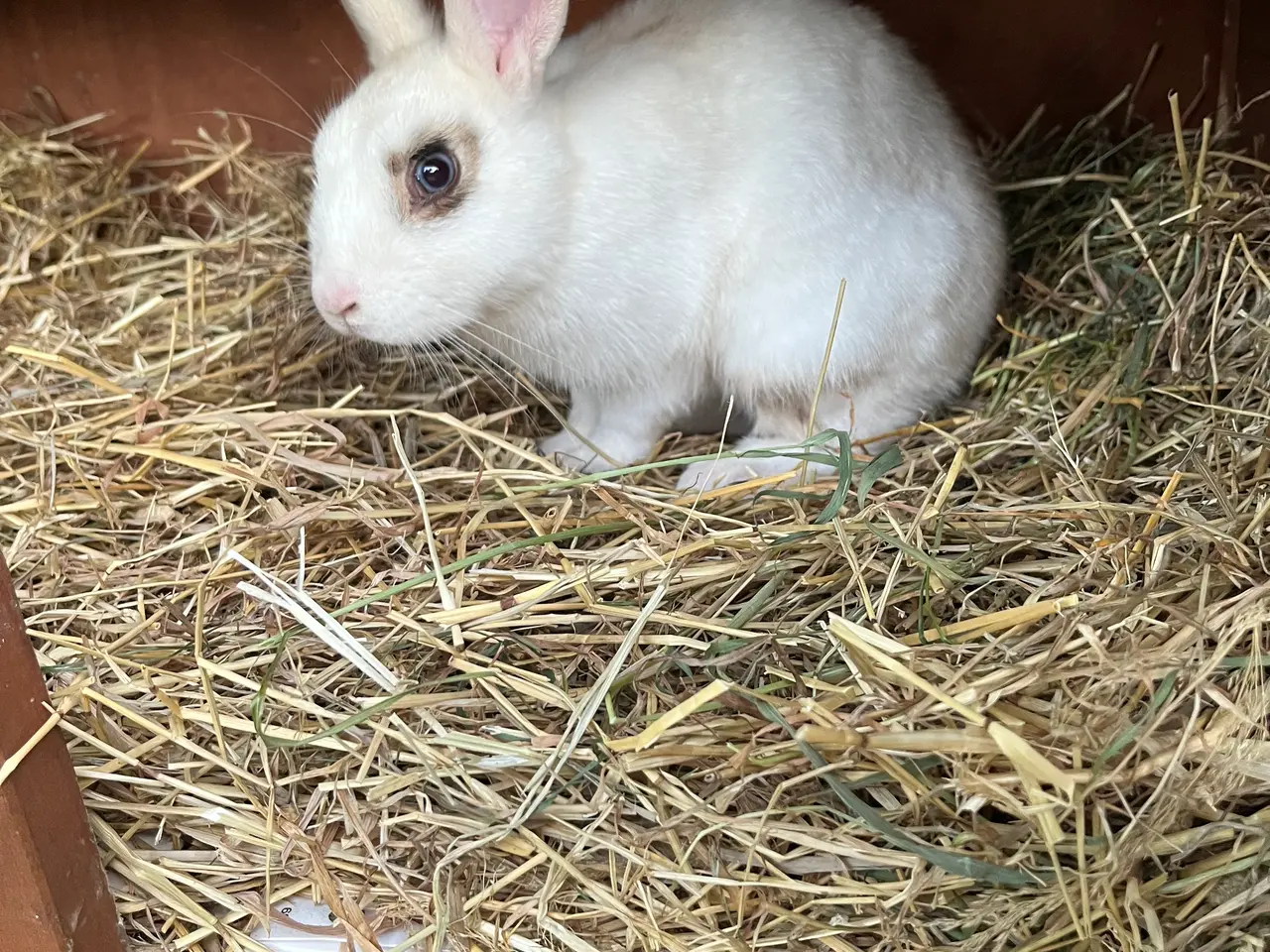 Billede 2 - Hermelin han🐰