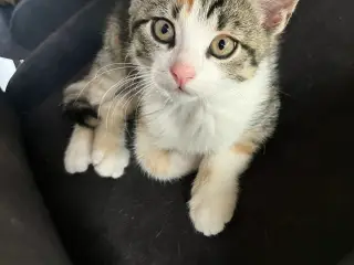 Hunkat kattekillinger 