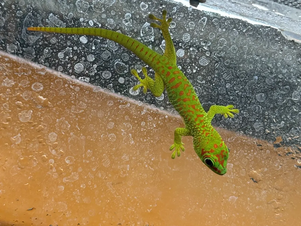 Billede 1 - Phelsuma grandis