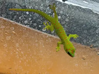 Phelsuma grandis