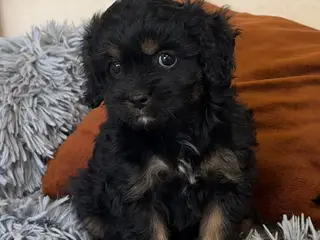 Små fine mini Cavapoo babyer
