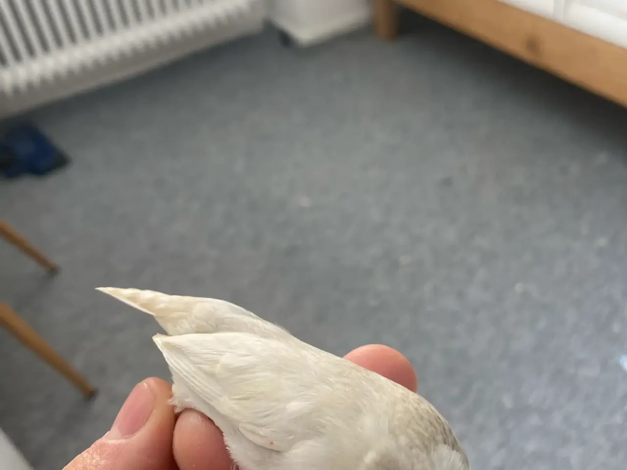 Billede 6 - Zebrafinker Til 