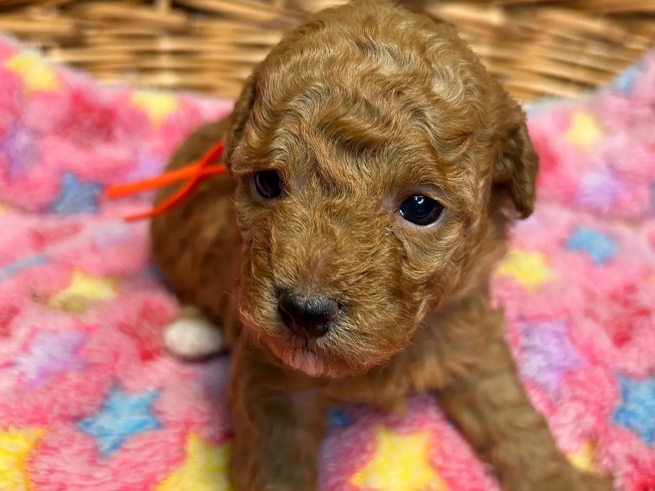 Billede 4 - 🐾maltipoo miniature juni 🐾