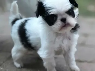 Hvalpe japanese Chin 