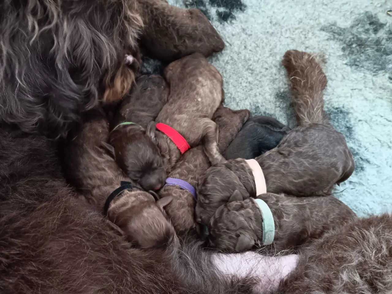 Billede 2 - Brune labradoodle F1B hvalpe