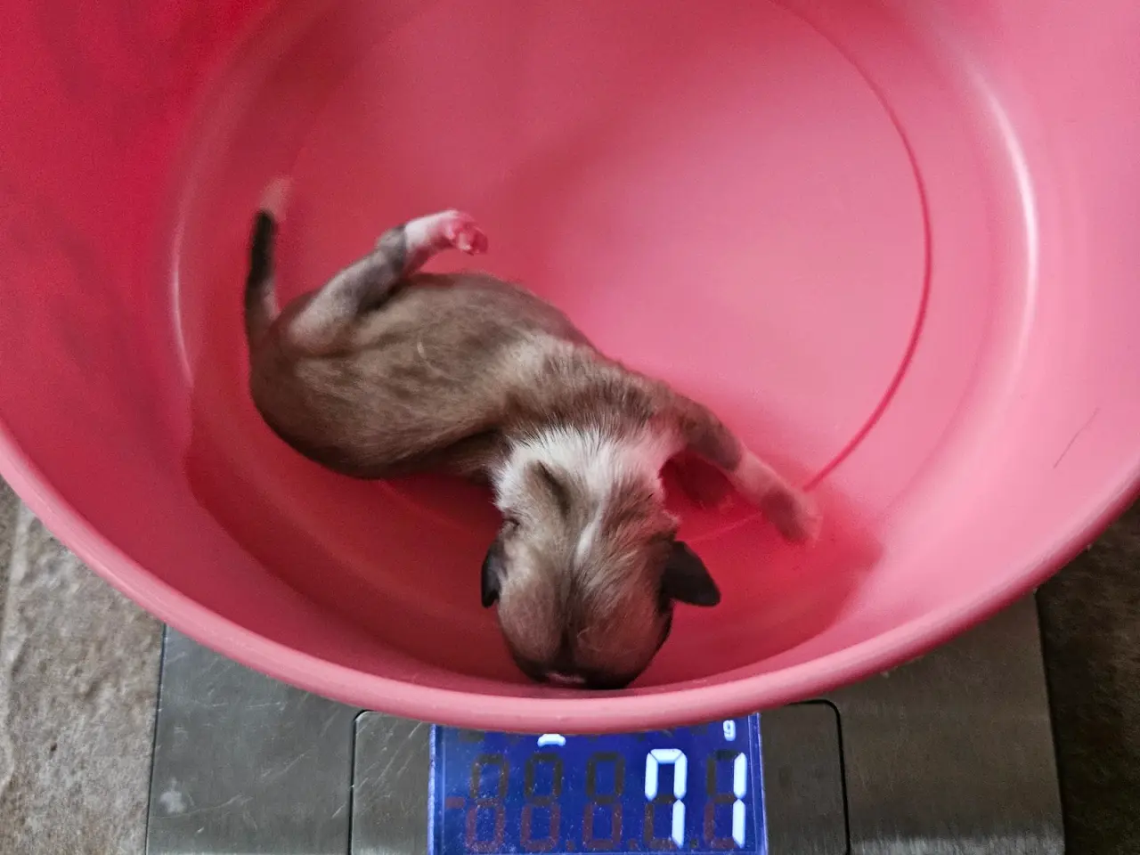 Billede 8 - Lille chihuahua drenge