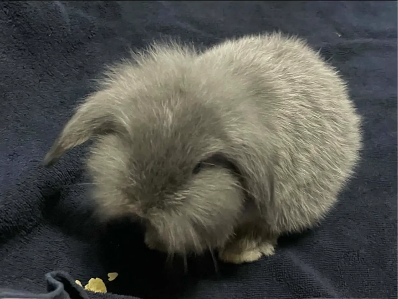 Billede 3 - Kanin unger mini lop / Lion lop