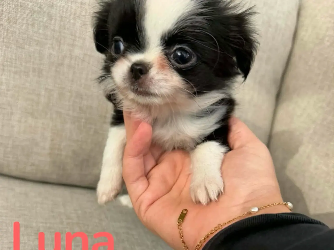Billede 2 - Chihuahua/Japanese Chin mix. hvalpe.