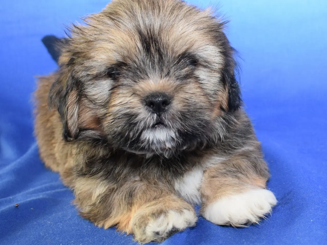 Billede 3 - Lhasa Apso hvalpe