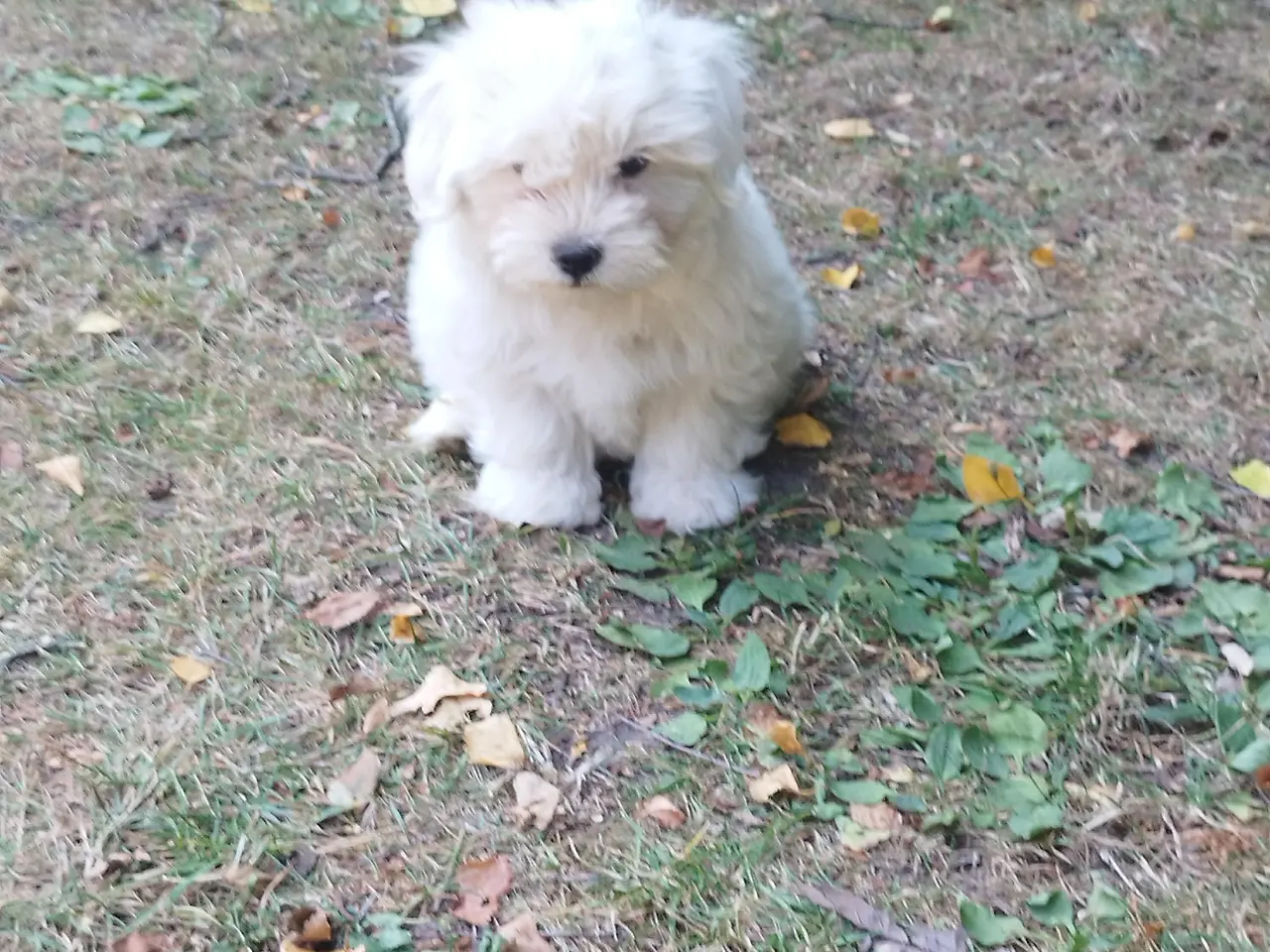 Billede 4 - Coton de tulear hvalp han