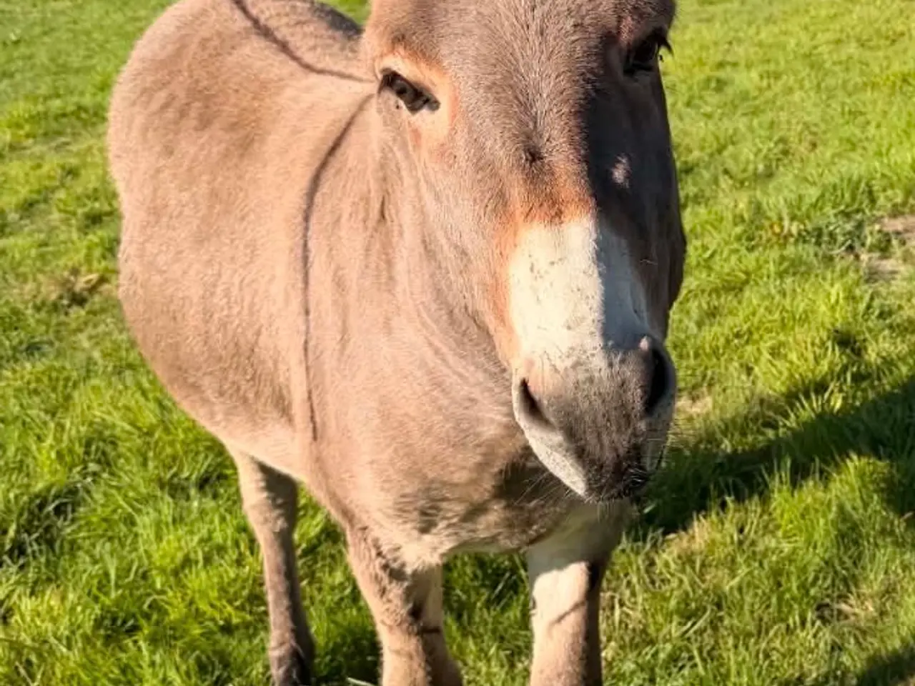 Billede 2 - Æsel hingst