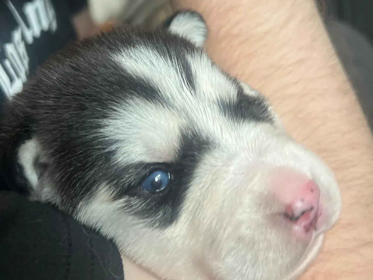 Billede 14 - Siberian Husky hvalpe søger hjem start september 