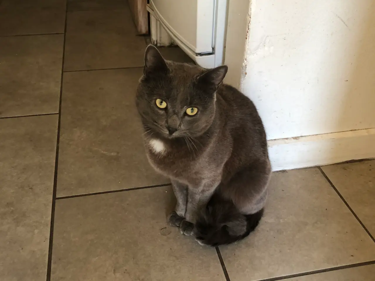 Billede 1 - Semi vildkat søger nyt hjem ude på landet 😺