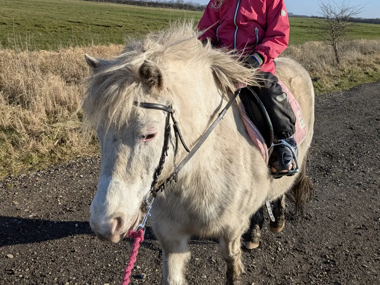 Billede 6 - Knabstrupperpony til ridning eller avl