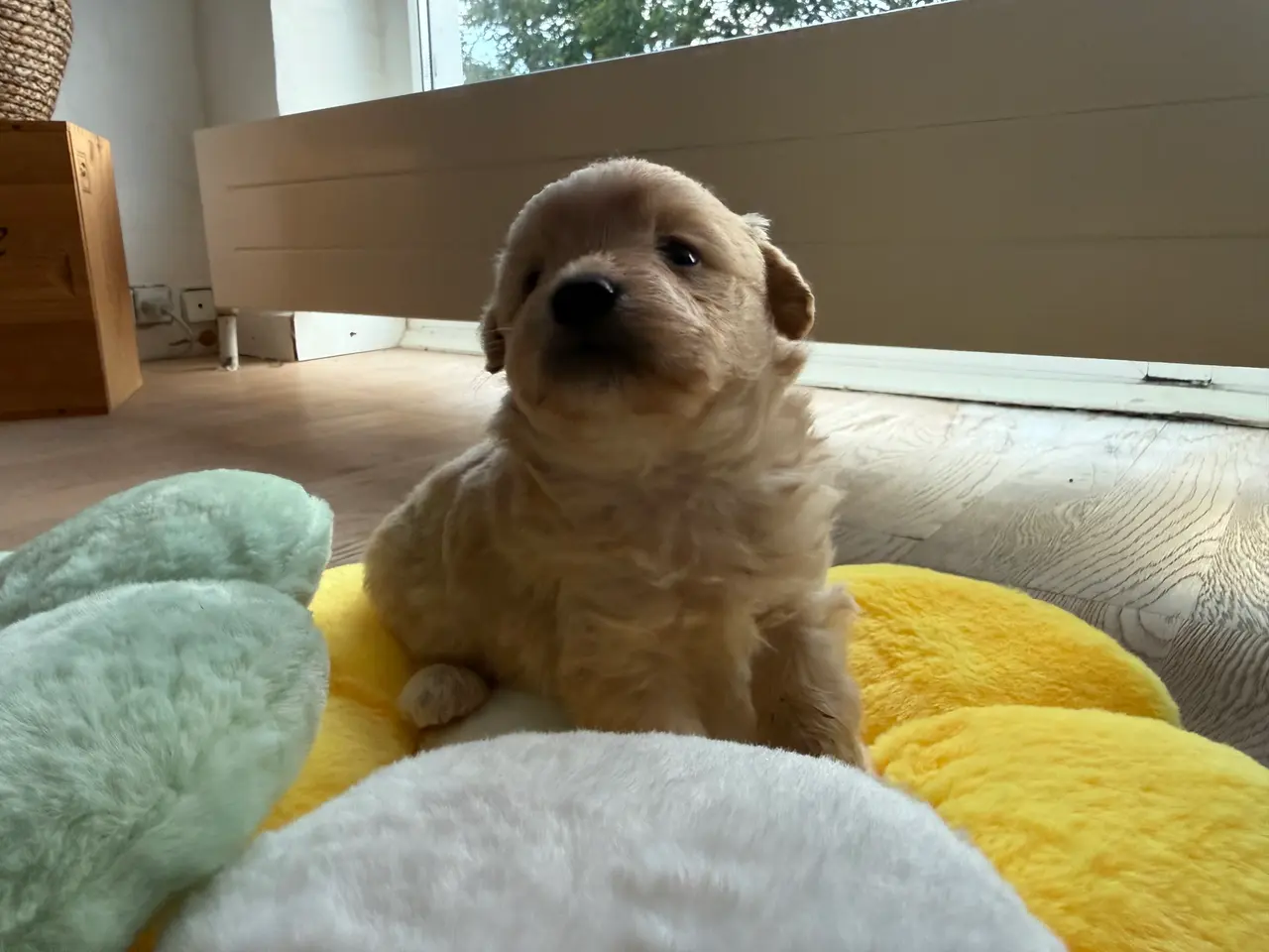 Billede 10 - Pomapoo hvalp ❤️