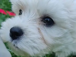 Beautiful 🤍 Maltipoos 