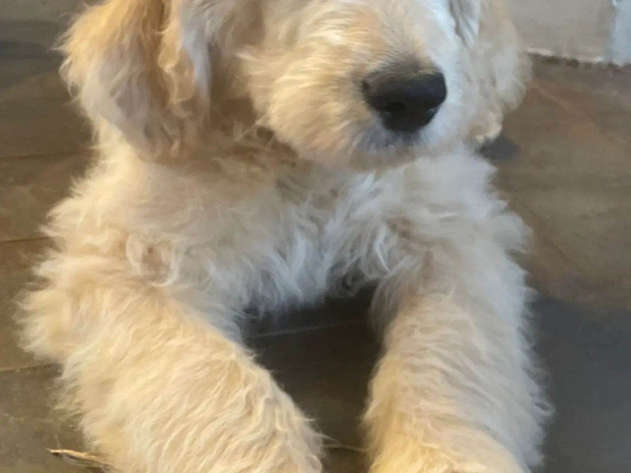 Billede 4 - Goldendoodle-HVALPE