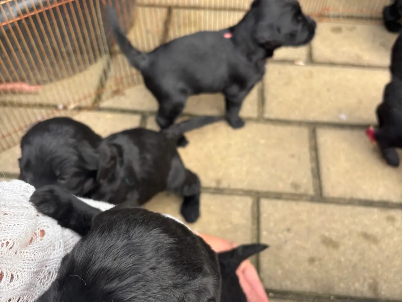 Billede 10 - Dejlige double doodle af labra og goldendoodle