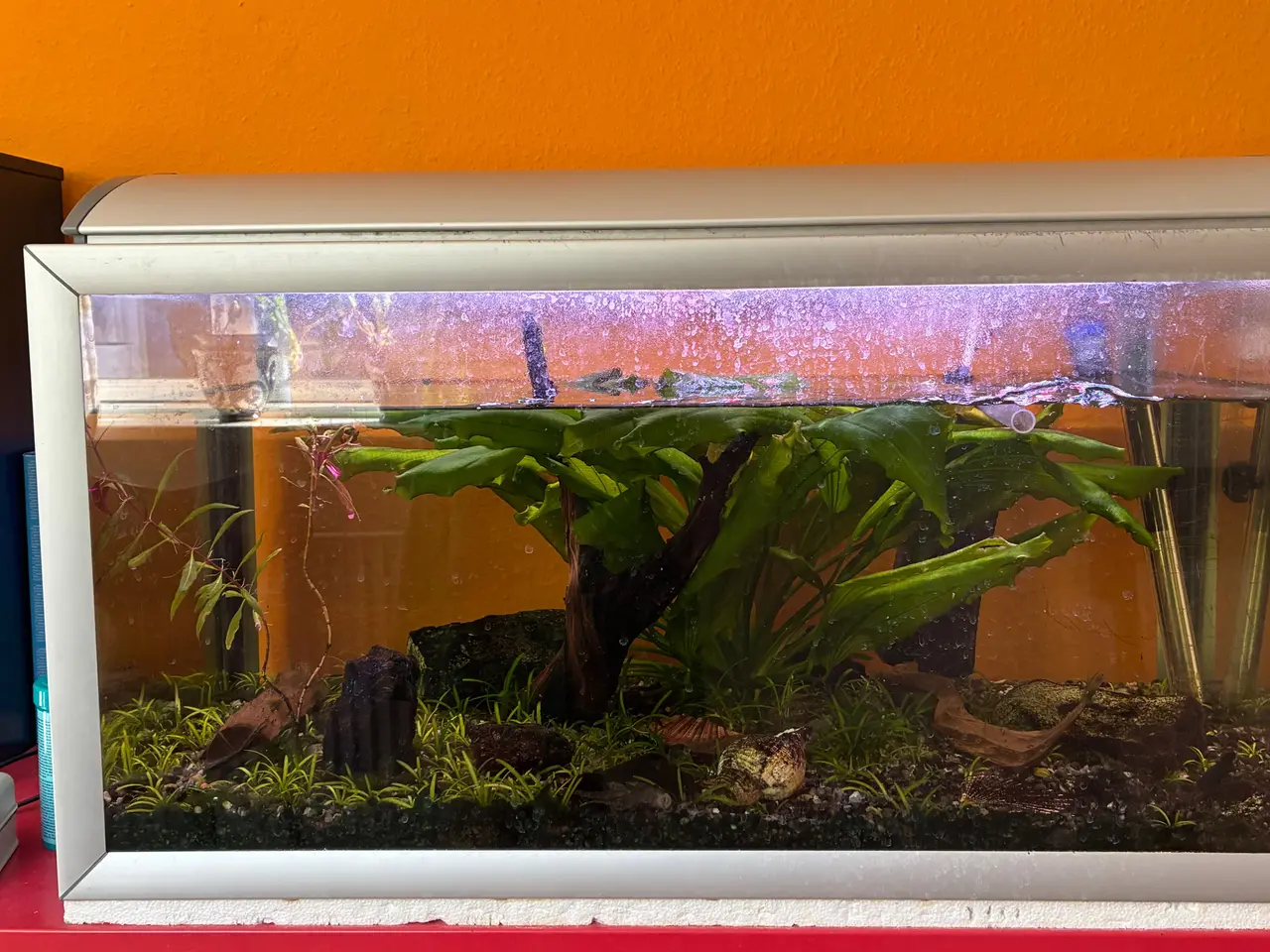 Billede 1 - Akvarium incl. lys, pumpe, planter mv.