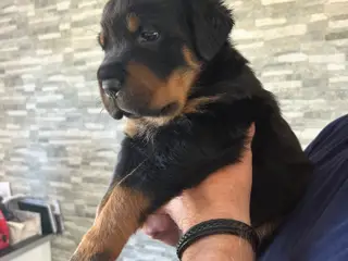 Rottweiler hvalpe til salg