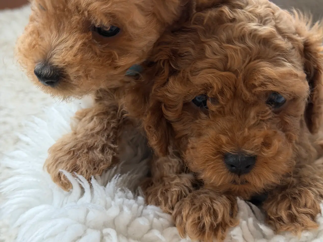 Billede 7 -  Søde Mini Maltipoo hvalpe til salg