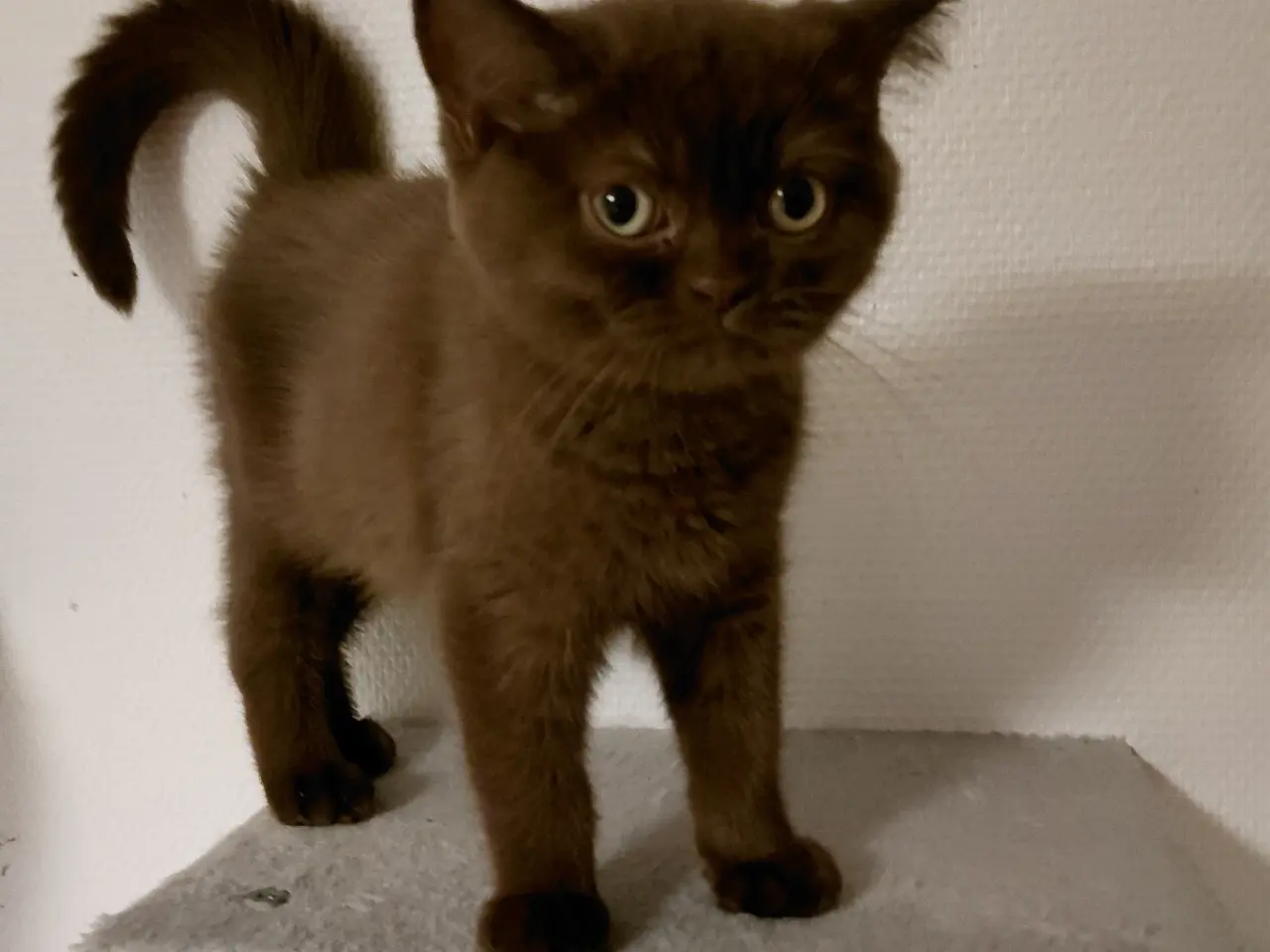 Billede 3 - Chokolade British shorthair med Stamtavle 