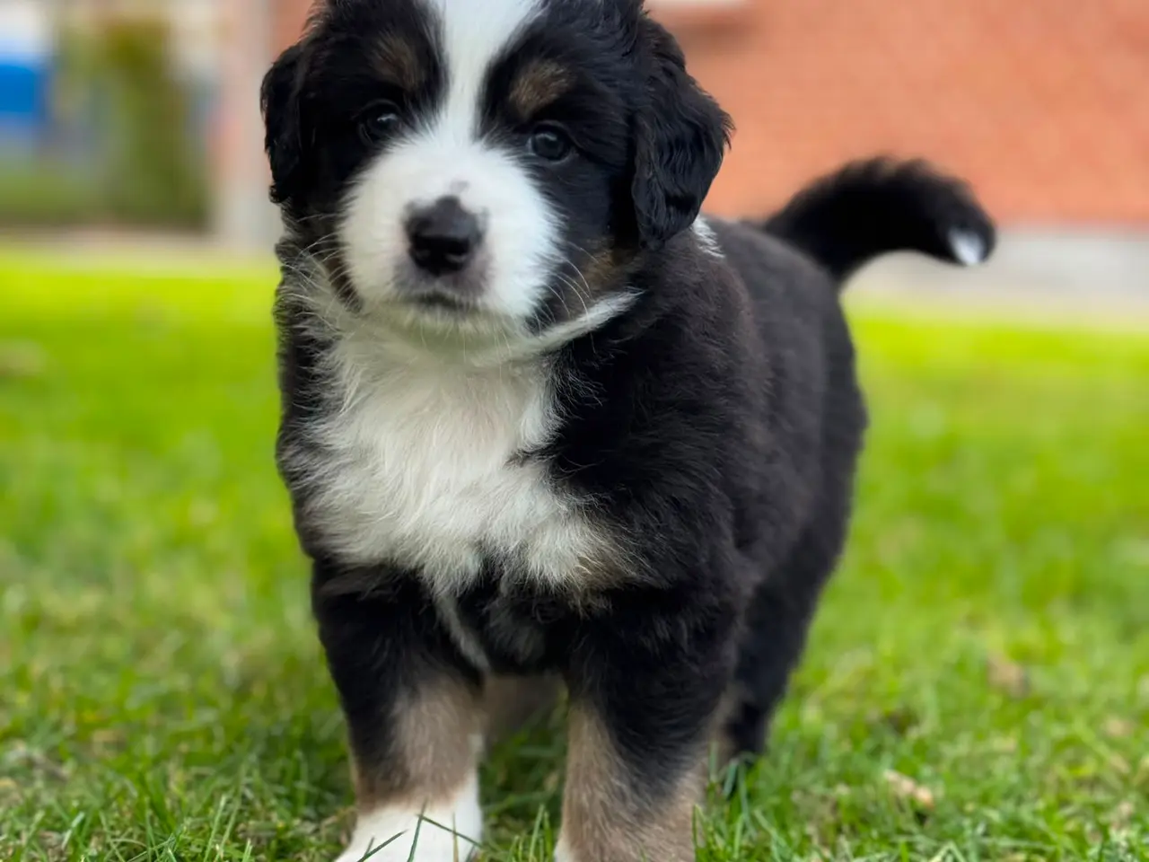 Billede 5 - Miniature American Shepherd hvalpe